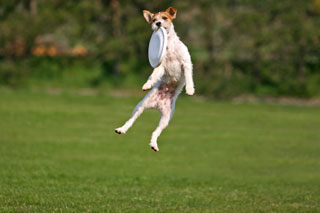 Dog Catching Frisbee