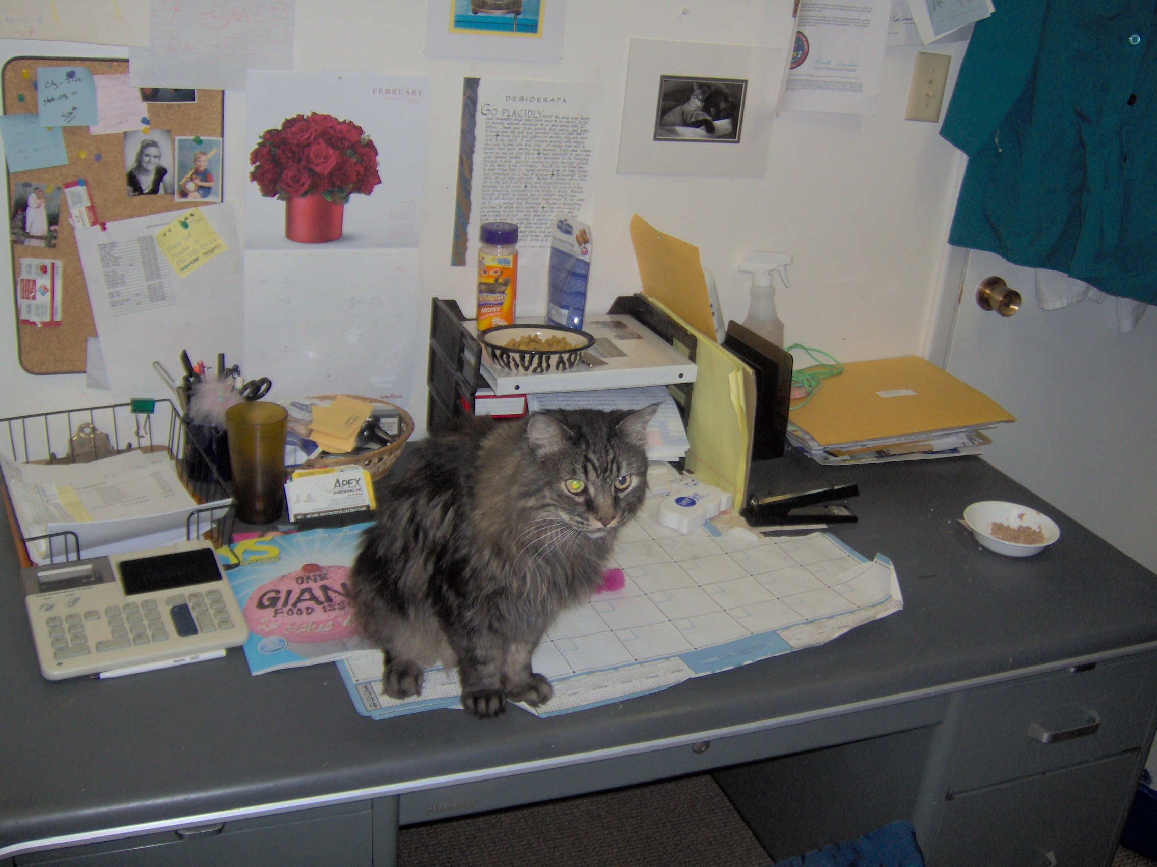 Valley Veterinary Hospital P.C.- Longmont, CO.- Clinic Cat