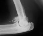 arthritic cat elbow