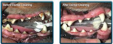 Before/After Dental Cleaning