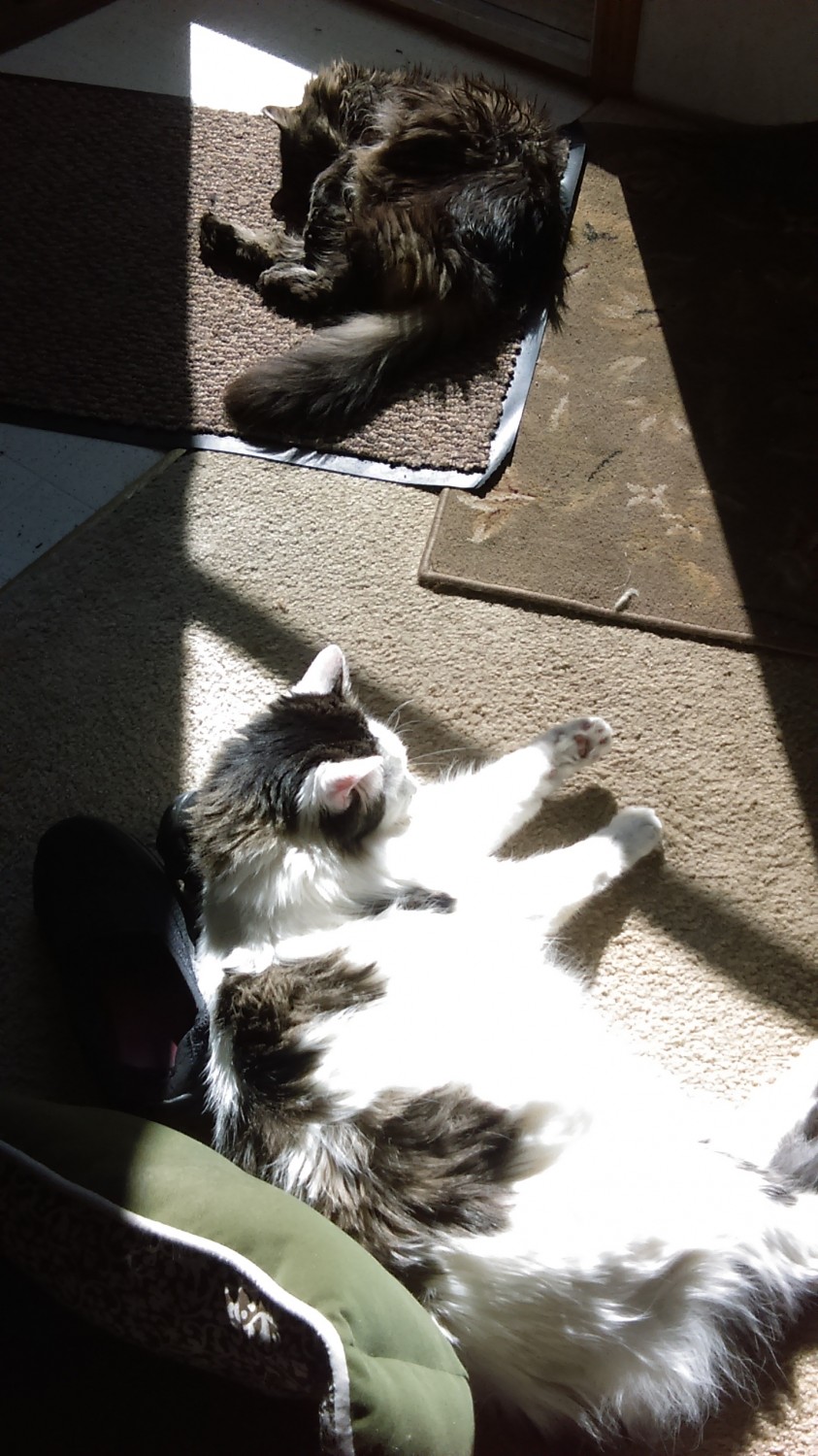Cats enjoying the sun