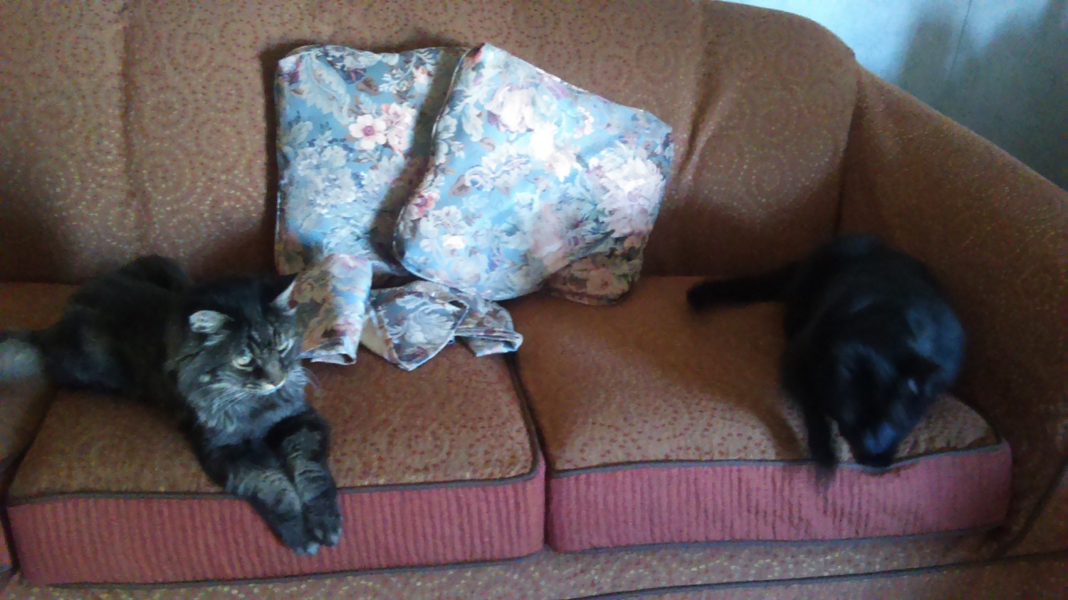 Cats on Couch