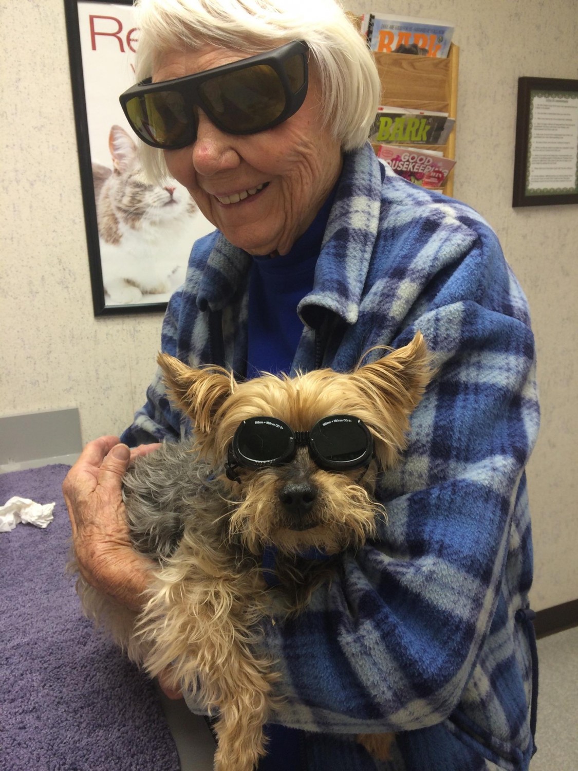 Dog in Glasses