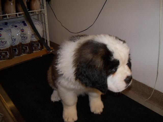 Maggie