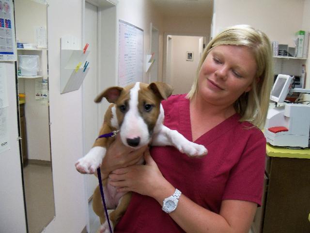 Bacon, the Bull Terrier