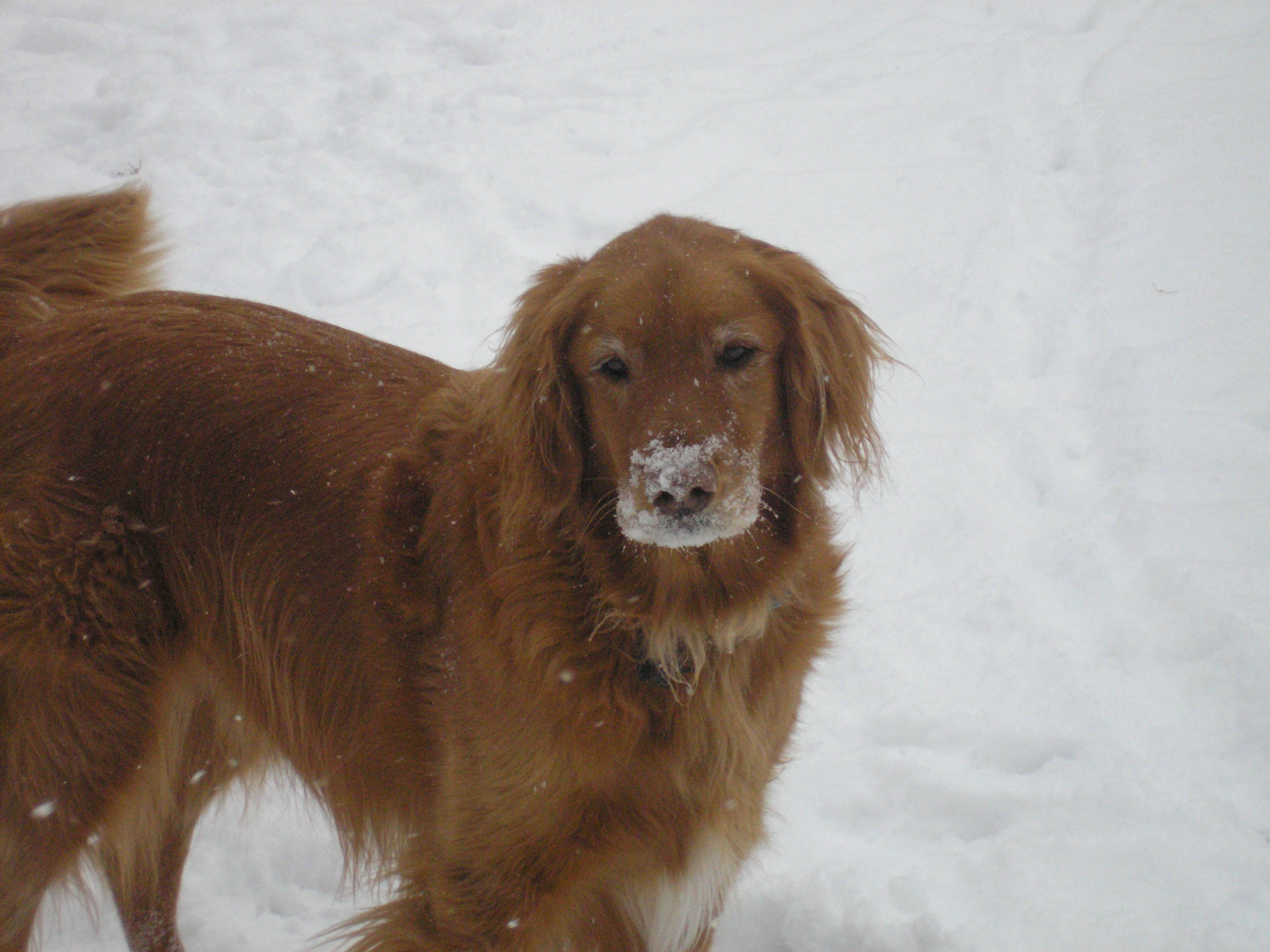 Golden Retriever in snow